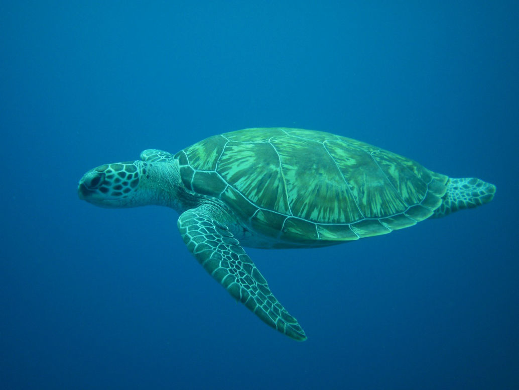 Schildkröte unter Wasser